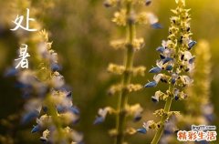 2024年处暑农历时间 2024年处暑是制作猫窝的好日子吗