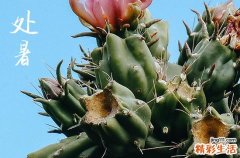 2024年处暑农历时间 这天是什么星座星期几