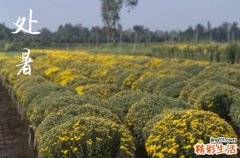 2024年处暑几月几日 2024年处暑弄开柱眼好吗