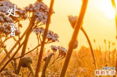 2024年处暑是具体哪一天 2024年8月22日处暑黄历