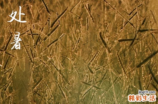 處暑是2024的幾月幾日 2024年處暑弄?dú)浽峥梢詥?
onload=