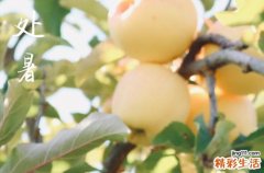 2024年農(nóng)歷幾號(hào)處暑 2024年8月22日處暑這天認(rèn)干兒子好不好