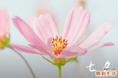 2024七夕是什么时候 具体几月几号