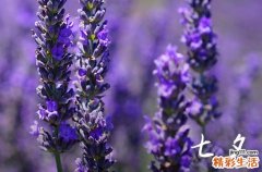 2024七夕送什么禮物給男朋友 小眾但有創(chuàng)意的七夕禮物