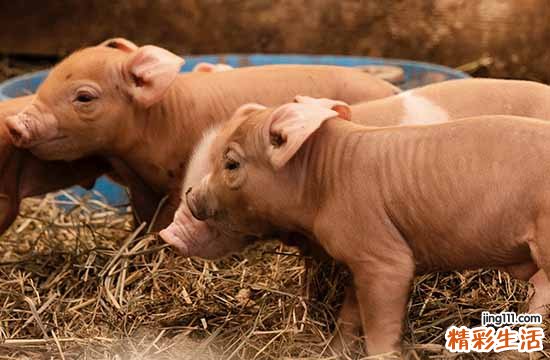 2025年犯太岁的生肖猪怎么化解 2025年犯太岁的生肖猪怎么躲星