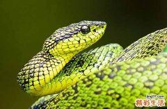 屬蛇最不敢惹的生肖 屬蛇的貴人都有哪些生肖