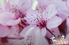2024七夕节礼物排行榜 送什么好