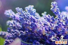 2024七夕节最浪漫的6大礼物 送什么礼物最好