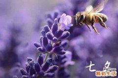 2024年七夕是哪一天 具体几月几日