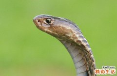 01年属蛇的2025年运势和财运怎么样 01年属蛇人2025年运势及运程每月运程