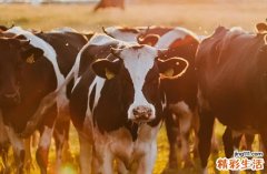 属牛人2025年全年运势运程49年出生 2025年属牛人的全年运势1949出生