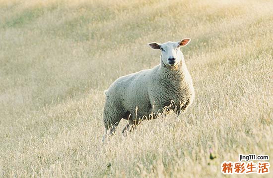 属羊人2025年全年运势运程67年出生 2025年属羊人的全年运势1967出生