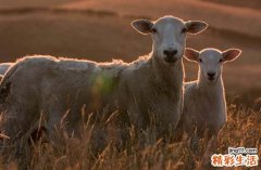 属羊人2025年全年运势运程79年出生 2025年属羊人的全年运势1979出生