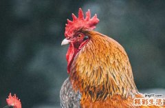 属鸡人2025年全年运势运程93年出生 2025年属鸡人的全年运势1993出生