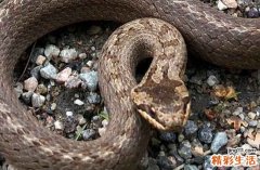 2024属蛇女嫁给谁最有福