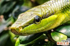 2024属蛇最难过的几年