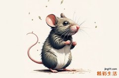 2024属鼠相冲的属相是什么