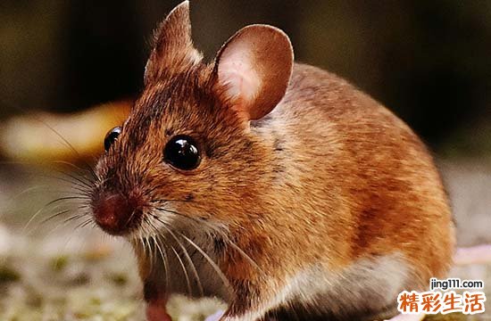 2024属鼠人最适合的四大工作