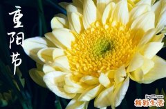 汉魏以来的重阳习俗 重阳饮菊花酒的意义