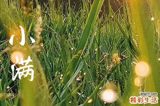 小满节气的特点和风俗是什么 小满节气的谚语