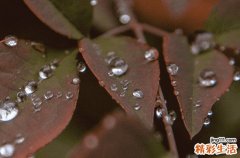 谷雨节气为什么祭祀仓颉 谷雨节气的由来