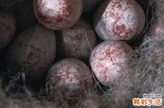 2024年复活节是星期几 2024年3月31日复活节是作梁的黄道吉日吗