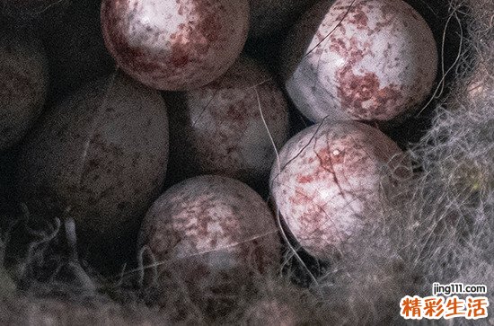 2024年复活节是星期几 2024年3月31日复活节是作梁的黄道吉日吗