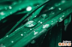 雨生百谷指的哪个节气 谷雨节气的农谚