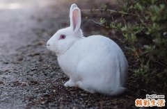 生肖兔今年多大了2024年 生肖兔2024年运势及运程详解