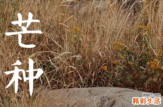2024年芒种后九天交运怎么算 交运芒种后九天算芒种当天吗