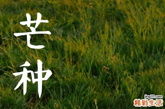 2024年芒种是几点几分几秒2024年芒种是几月几日