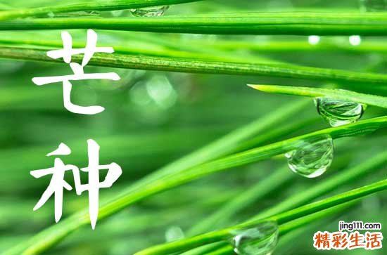 2024年芒种是几月几号 2024年芒种是哪一天