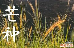 2024年芒种可以种的农作物 2024年芒种降雨影响大豆水稻