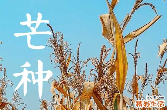 2024年芒种的含义是什么意思芒种的历史