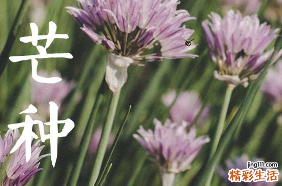 2024年芒种是什么季节 芒种养生食谱