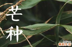 2024年芒种可以种植什么 芒种的注意点