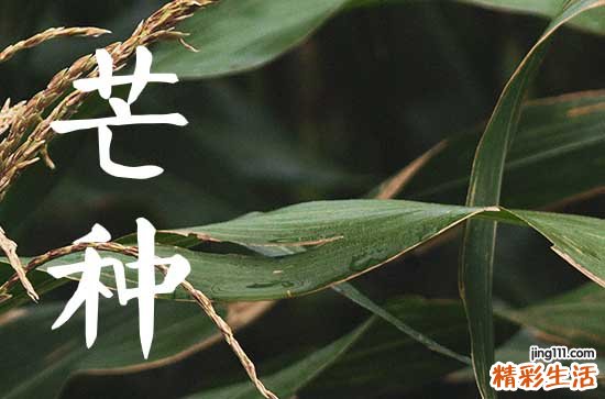 2024年芒种可以种植什么 芒种的注意点