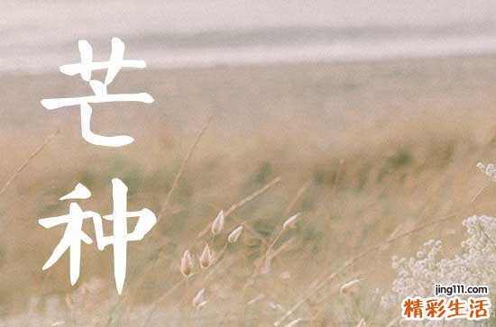 时雨及芒种是什么节气 2024年芒种的日期
