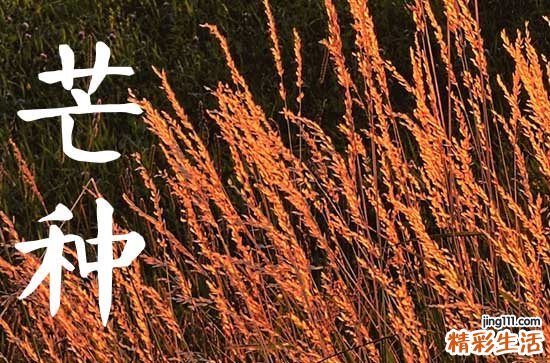 2024年芒种几月几号几分几秒 芒种适合种植什么蔬菜