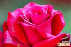 2024情人节发朋友圈下雪高端句子 下雪天的说说大全