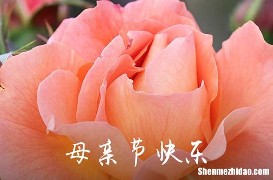 2024簡短的母親節(jié)祝福語大全母親節(jié)最經(jīng)典的一句話