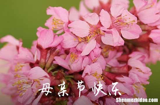 2024精选祝母亲节快乐的祝福语集锦50条母亲节快乐的祝福