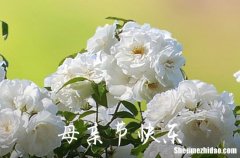 2024年優(yōu)美的母親節(jié)QQ祝福語大合集63句