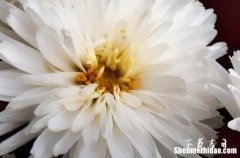 2024年7月骨灰下葬一覽表 2024年7月最佳下葬日期