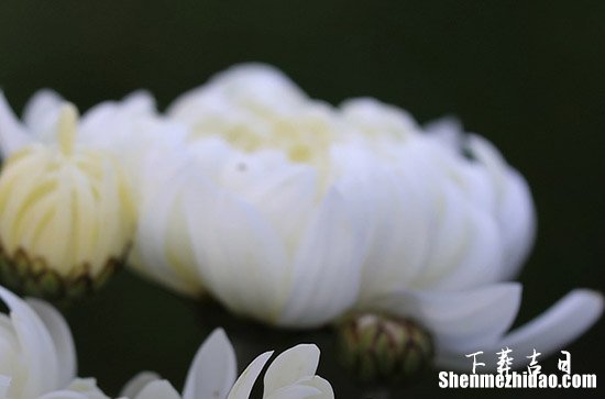 2024年2月骨灰下葬一覽表 2024年2月最佳下葬日期