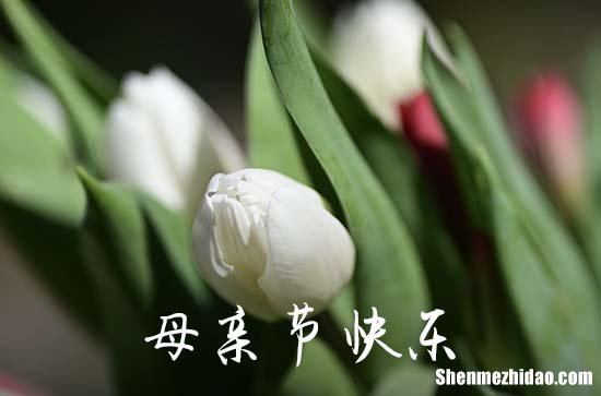 2024年精选母亲节快乐的祝福语大集合58条