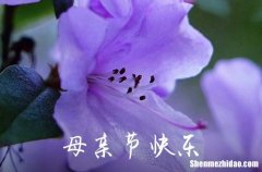 2024精選暖心母親節(jié)祝福語30句感恩母親節(jié)暖心短句唯美