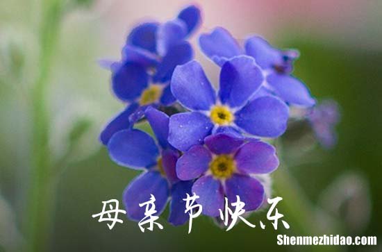 2024年母亲节祝福问候语集合65句