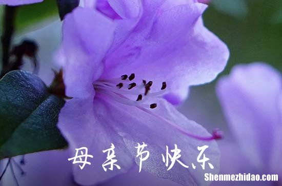 2024年祝母親節(jié)快樂(lè)的祝福語(yǔ)71句 母親節(jié)給媽媽的一段話