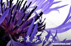 2024年母親節(jié)祝福微信問候語摘錄54句母親節(jié)寄語唯美短